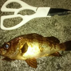 アジ不発もメバル大漁(・x・*)