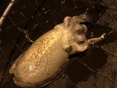 チイチイイカ狙いのはずが