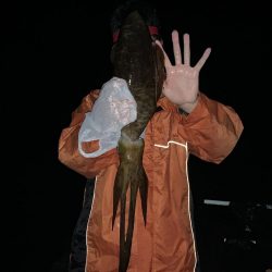 過去一のアオリイカ