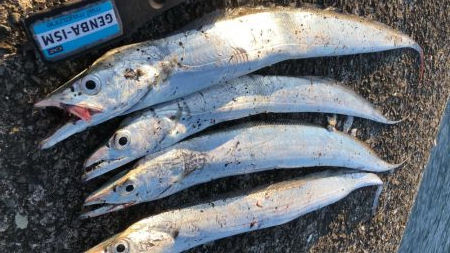 久しぶりのタチウオ調査！