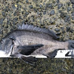 イチノ兄弟、釣果！