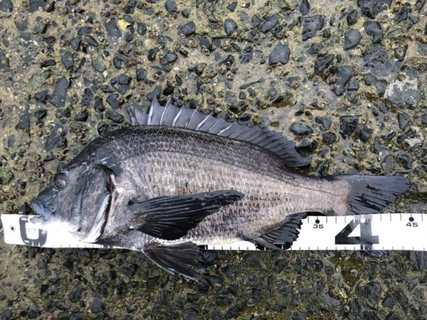 イチノ兄弟、釣果！