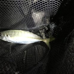 尺を求めて淡路遠征