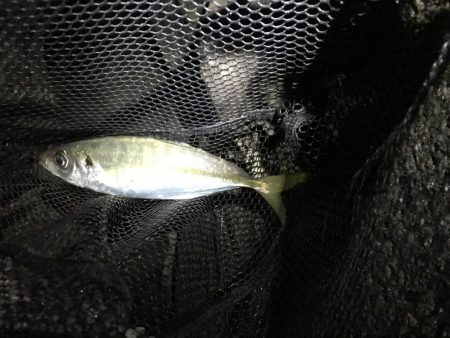 尺を求めて淡路遠征