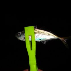 今日もアジング