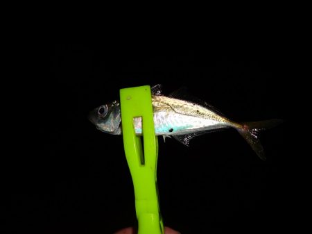 今日もアジング