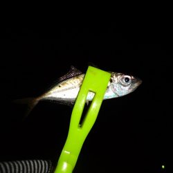 ノー残業デーなのでアジング行って来ました。