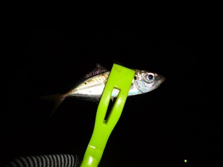 ノー残業デーなのでアジング行って来ました。…