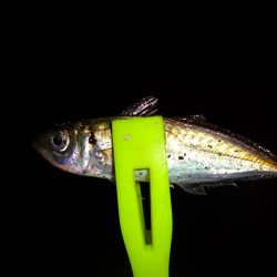 今日も仕事帰りにアジング行って来ました。