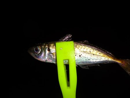 今日も仕事帰りにアジング行って来ました。