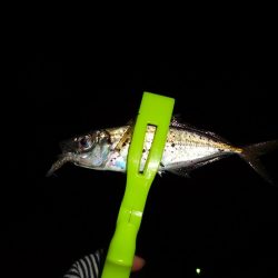 今日長時間粘った割に最近の釣果！^^;