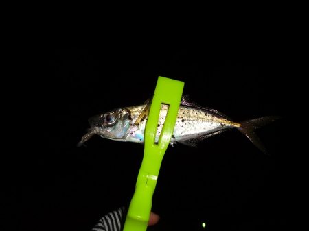 今日長時間粘った割に最近の釣果！^^;