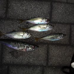 リーダー持って行くのを忘れて