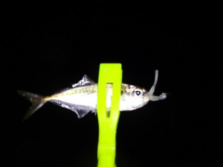 アジの釣れるポイント探し