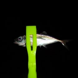 ワームを交換する事で何とか7尾ゲット出来ました。