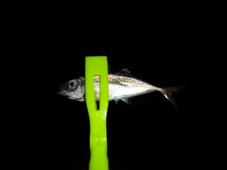 ワームを交換する事で何とか7尾ゲット出来ま…