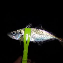 久し振りの中アジゲット!