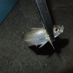 久々のアジング