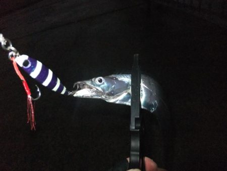 タチウオまだまだ居てる!?