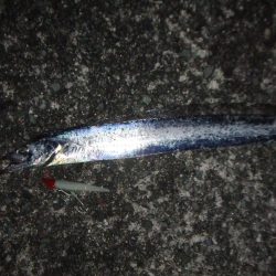 久々の太刀魚チャレンジ