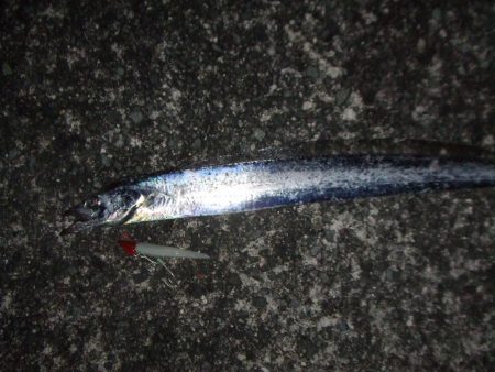 久々の太刀魚チャレンジ