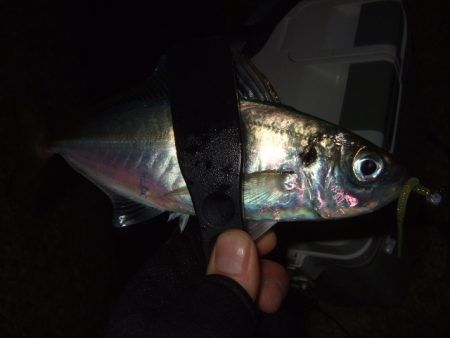 寒さに耐えてアジング