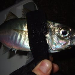 ライトゲームを満喫