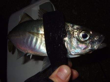 ライトゲームを満喫