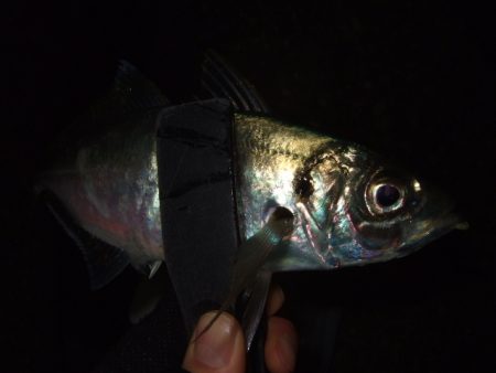 釣り納めライトゲーム