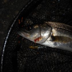 スレるのが早い…。