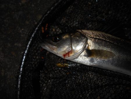 スレるのが早い…。