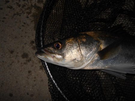 開始早々から連続ヒット♪