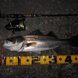 やっぱローリングベイトですよ♪