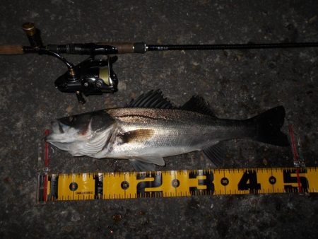 やっぱローリングベイトですよ♪