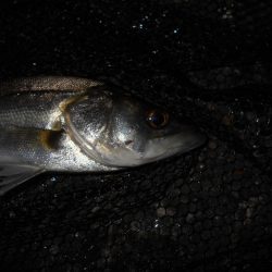 タチウオが入ると駄目になる…。