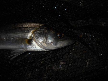 タチウオが入ると駄目になる…。