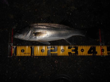 サルベージソリッドのソリッドクリアが効く？…