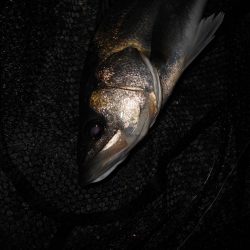 やっぱりソリッドクリアが効く？