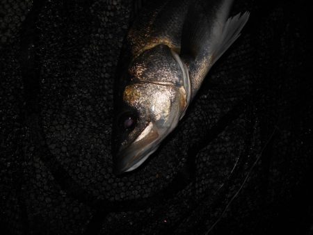 やっぱりソリッドクリアが効く？