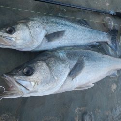 シーバスリベンジ