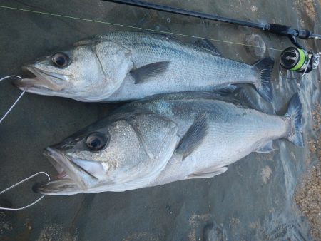 シーバスリベンジ