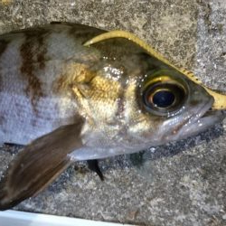 メバリング？アジング？！