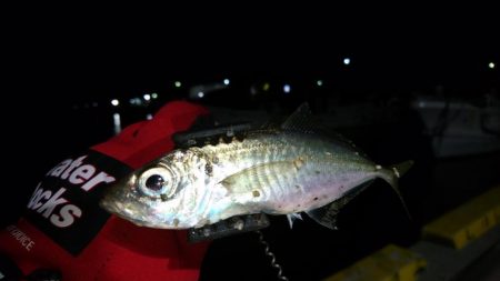 今夜も寄り道アジング