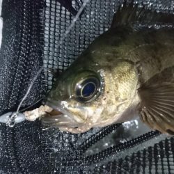 シーバス時々メバル＆・・・？！！