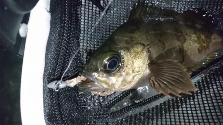 シーバス時々メバル＆・・・？！！