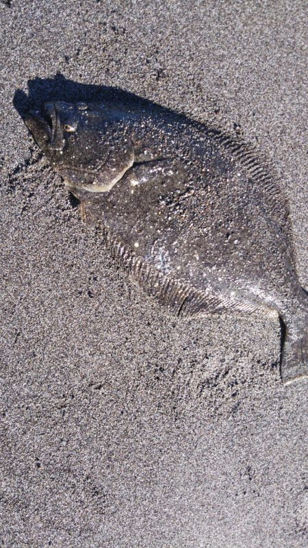 最近は調子が良すぎ