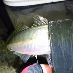 クリスマスアジング