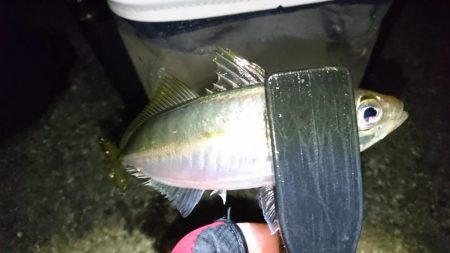 クリスマスアジング