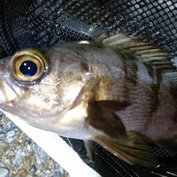 アジ＆メバル！！