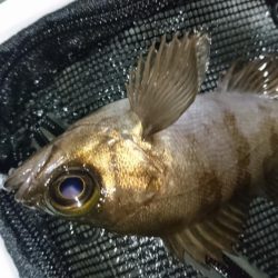 メバリング！！